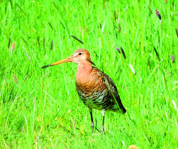 Elk jaar iets meer grutto's in Veldhoek