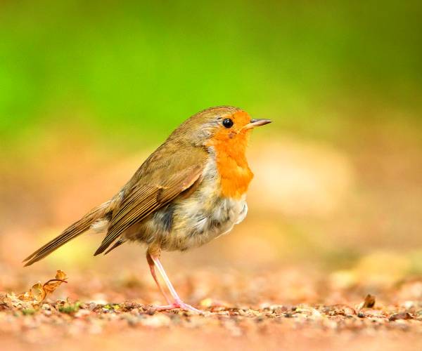 Kijk, geniet & bewonder...... BELEEF DE NATUUR! Wat zie ik precies?