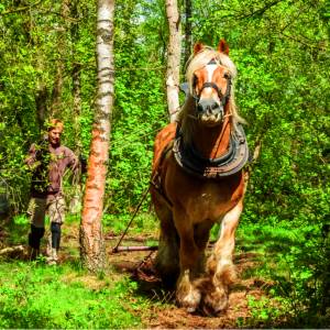 Boomsleepwedstrijd met paarden op terrein Hoeve Springendal