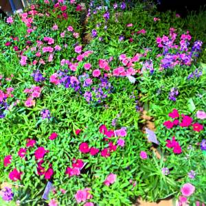 Stichting  ZoCo Geesteren zegt het met bloemen