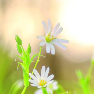Kijk, geniet & bewonder......<br />BELEEF DE NATUUR! Wat zie ik precies?