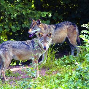 De wolf terug in Nederland